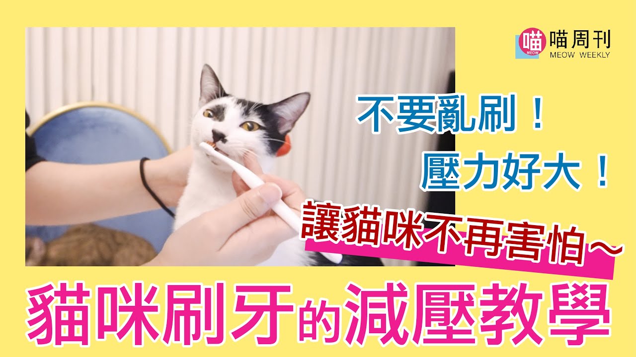 貓咪刷牙必學！讓貓咪減少壓力的正確刷牙法教學