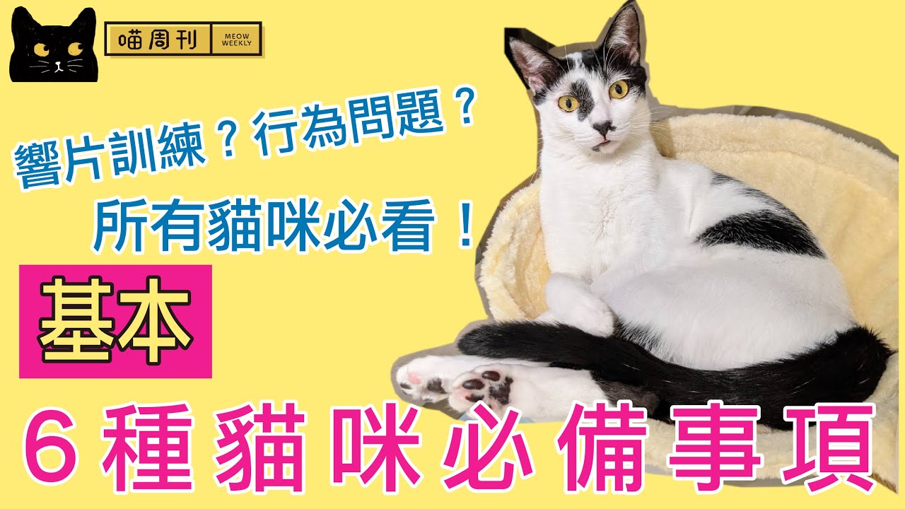 【響片訓練前必看/貓行為問題？】6個貓咪基本居家設置需求教學！