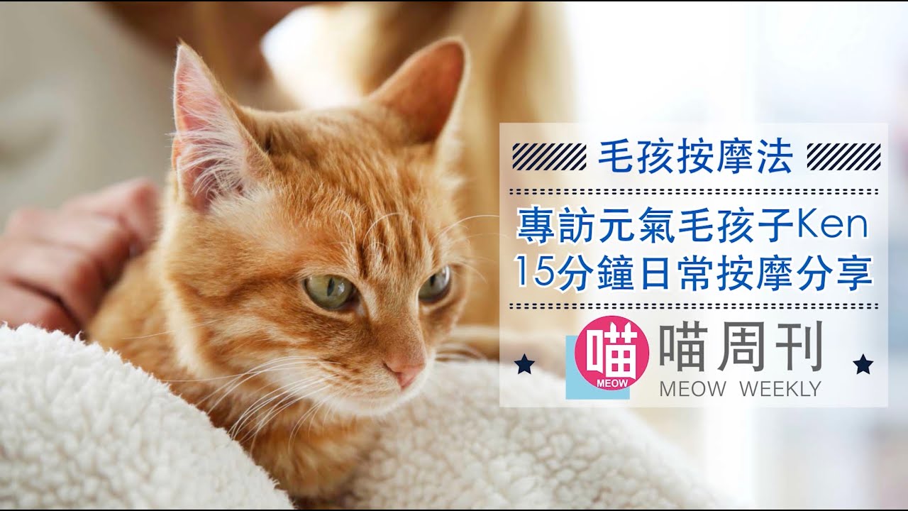 寵物按摩來囉！每天只要15分鐘 幫家裡貓貓 狗狗保健一下～