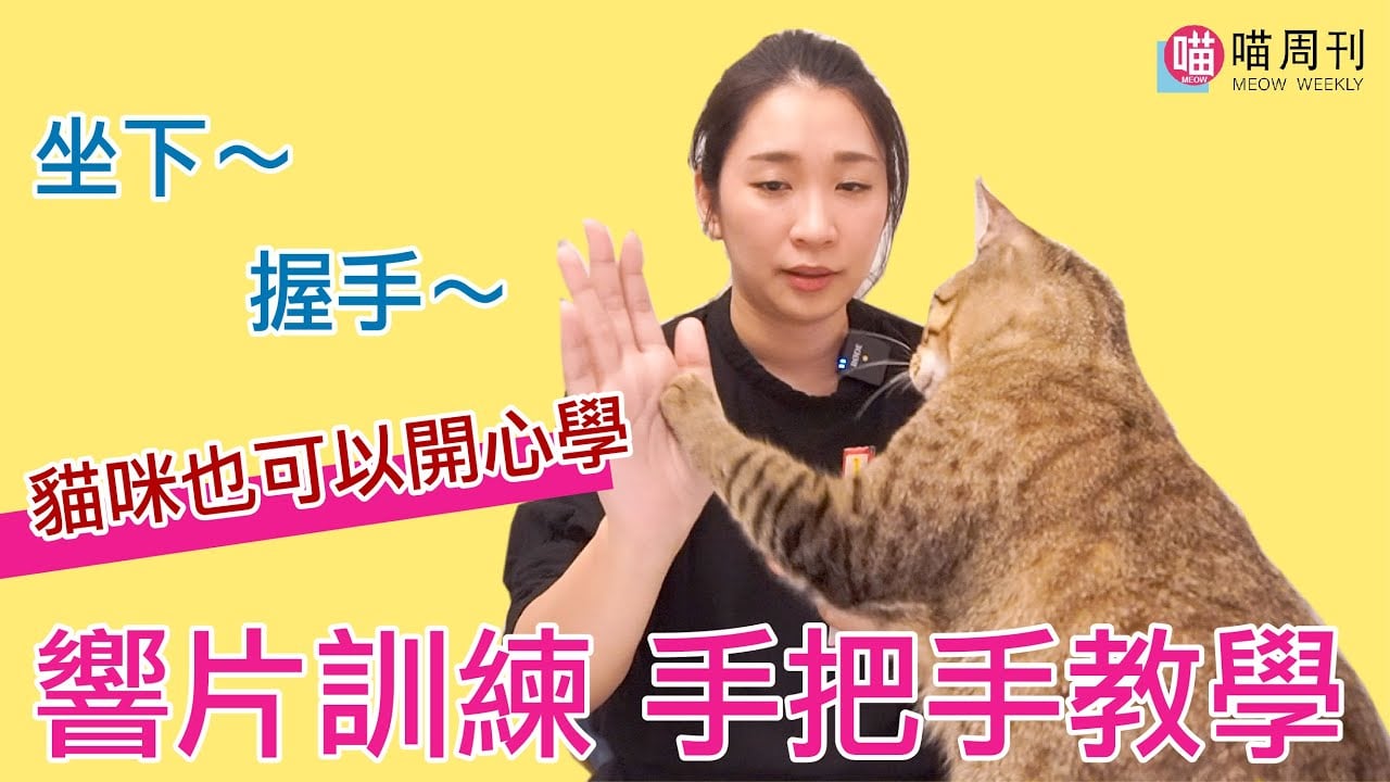 貓咪也會坐下、握手！響片訓練基礎完整教學，讓貓咪和你一起開心學～