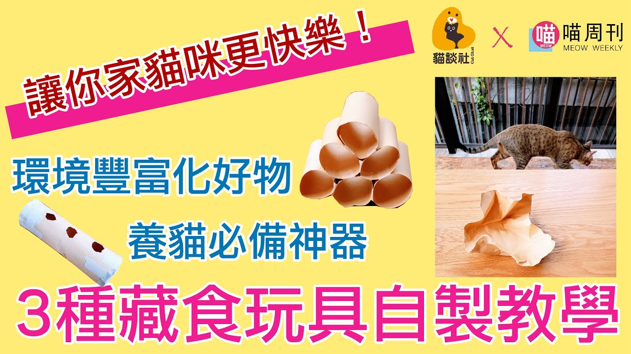 讓貓咪更快樂！3種藏食玩具DIY教學