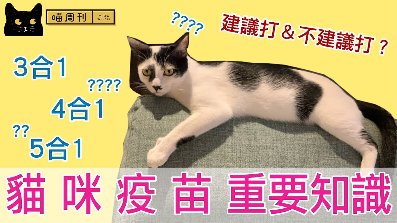 貓咪要打什麼疫苗？3種疫苗分類＋注意事項懶人包！