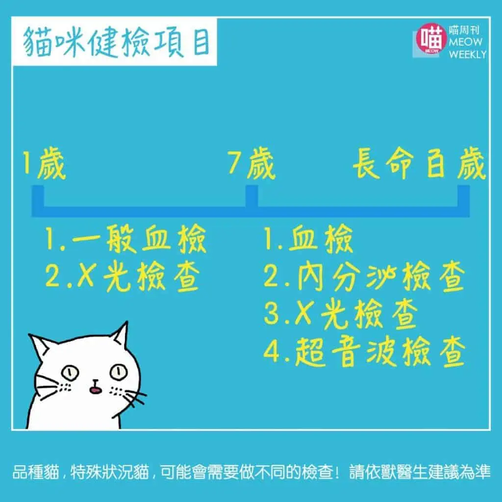 貓咪健檢不可不知的五件事 多久要檢查一次 貓咪討厭看醫生怎麼辦 The News Lens 關鍵評論網